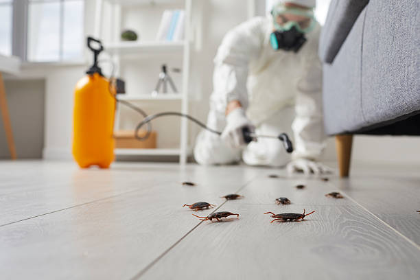 Commercial Kitchen Cockroach Control in Palmhurst
